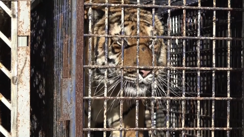 Lvi i tygři. Muž u Humpolce chová ve špatných podmínkách desítky zvířat, pokuty ho neodradily