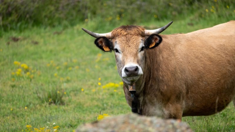 Když uteče nebezpečný býk: Jak se při setkání se zvířetem chovat? Dráždivá rudá je jen mýtus