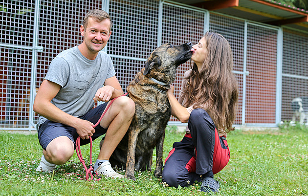V deset večerka, denně fotky majiteli. Chod psího hotelu připomíná dětský tábor