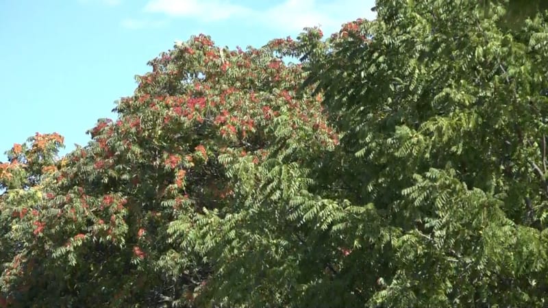 Na Zlínsku bojují s nebezpečným stromem. Vetřelec se vymkl kontrole, ohrožuje domy i lidi