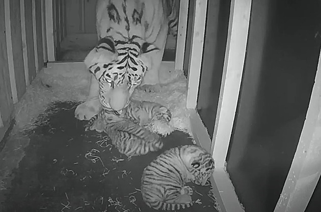 Tygřice v Hluboké přivedla na svět tři koťata, zoo ukázala porod