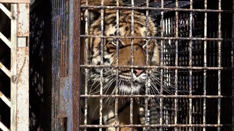 Šťastný konec pro zabaveného tygra ze Zlínska. Míří do zahraničí, desítky šelem však trpí dál
