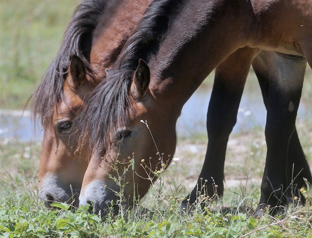 V Česku se objevila leishmanióza. Nemoc koní ohrožuje i lidi, hledá se přenašeč