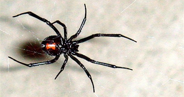 Expo v Ósace děsí černé vdovy. Odchytili už desítky pavouků, nacházejí vajíčka