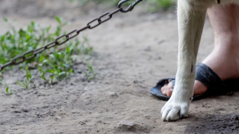 Otřesný případ týrání psa: Náhubek se mu zařezával do masa, místo venčení musel nosit pleny