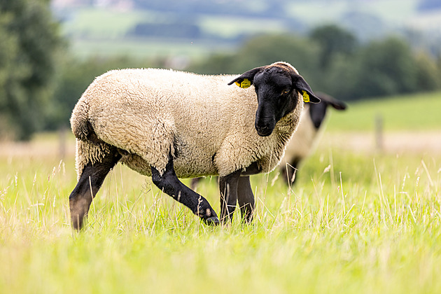 Beranovi nezávidím, dvacet ženských musí být hrozná dřina, směje se farmář