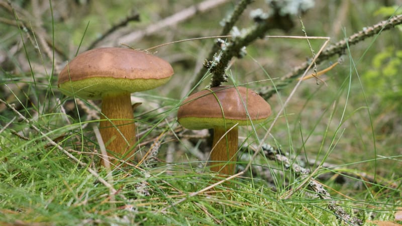 Hřiby rostou jako šílené. MAPA odhaluje, kam o víkendu vyrazit na houbařské žně
