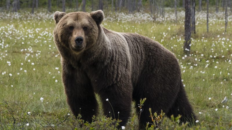 Medvědice s mláďaty napadla muže na Slovensku. Čekalo se to, kroutí hlavou místní