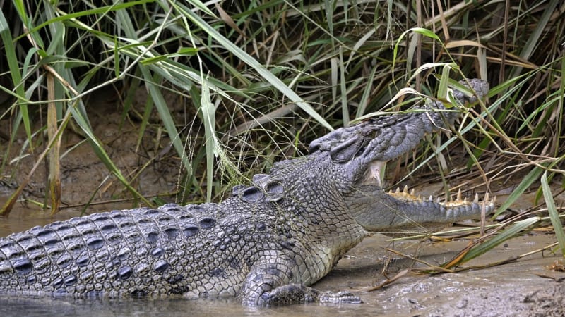 Krokodýl na Borneu spořádal mladíka při koupání. Jeho bratr se pral s predátorem marně