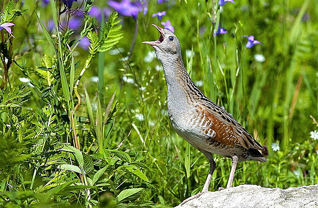 Problém farmářů jménem chřástal polní. Chtějí flexibilnější ochranu