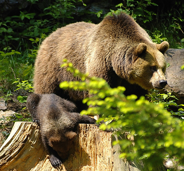 Pozor na medvěda u Pelhřimova, nabádá policie. Prověřuje hlášení myslivce