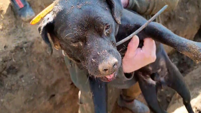 Drama v noře: Pes uvízl při hledání postřeleného prasete. Zasahovaly čtyři hasičské jednotky