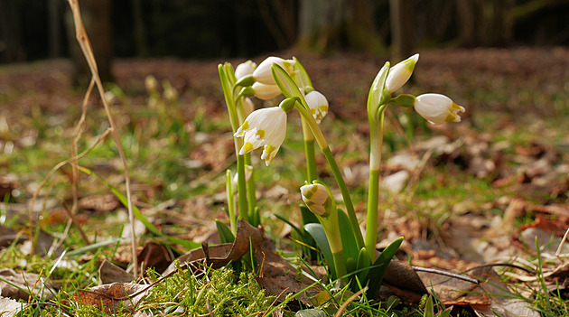 Bledulová turistika začíná, objevují se první květy tradičních jarních rostlinek