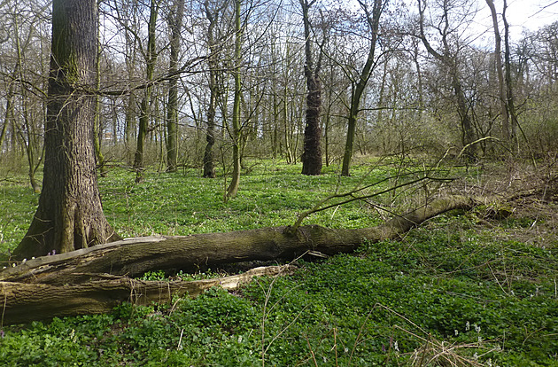 Vzácní brouci i tlející dřevo. Havraní ostrov je teď přírodní rezervací
