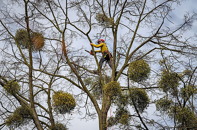 Je to katastrofa, jmelí už napadá skoro vše, burcují ekologové a zlobí se na stát