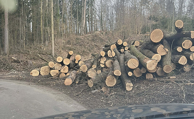 Vykácené duby zpevňovaly svah. Tak se aspoň omluvte, požadovali místní