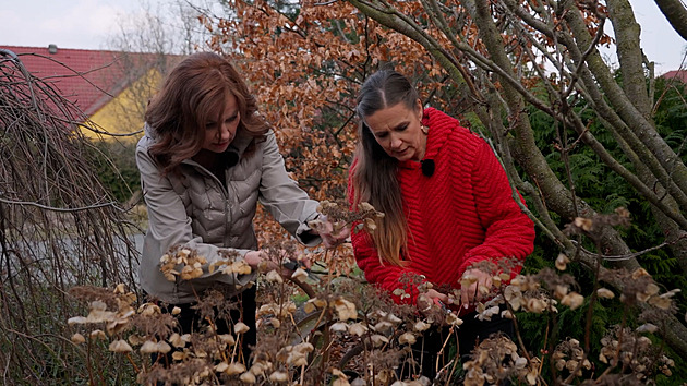 Jak je střihnout, aby oslnily. Hortenzie, motýlí keře, bobkovišně i další