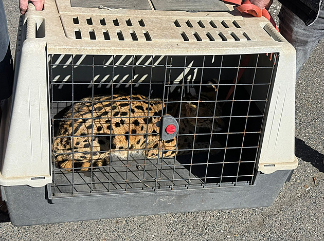 Šelma na útěku ze soukromého chovu to nakonec „vzdala“, odchytil ji sám majitel
