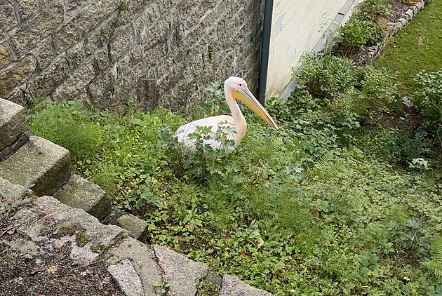 Pelikán si udělal výlet z liberecké zoo. Přešel koleje, překvapil při odchytu