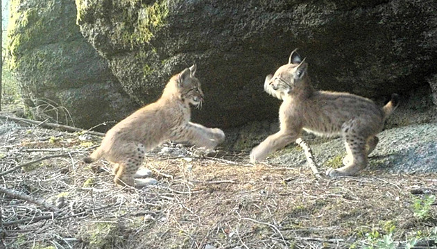 Rysí koťata z Krušných hor dováděla u fotopasti. Otcem může být „poutník“ ze Šumavy