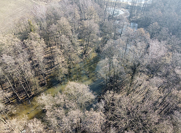 Albrechtické lesy u Českého Těšína oživily nové tůně a meandry za 1,4 milionu korun