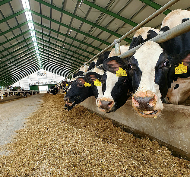 Krávy v automatizované stáji podojí roboti. Farma v Unčovicích chystá novinku